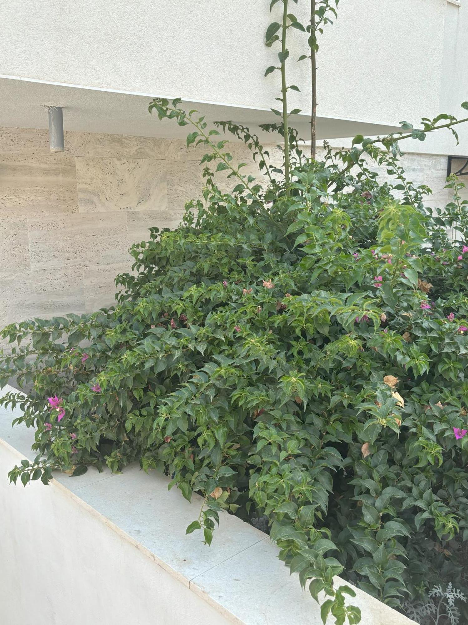 יזרה Vila Regina Apartment Paloma With Swimming Pool מראה חיצוני תמונה